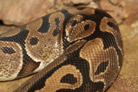 Close up skin Ball python snake skin 