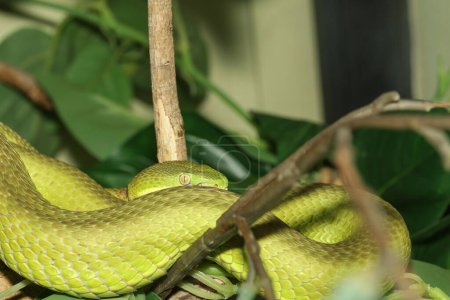 Close up green pit viper snake in the garden at thailand