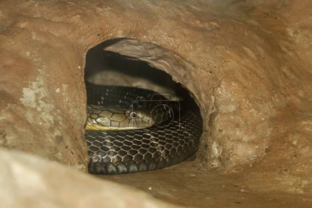 Close up head big king cobra snake in cave at thailand