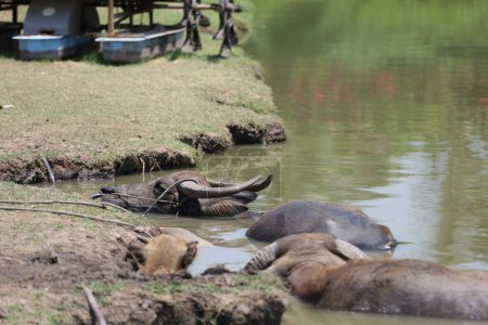 Der Büffel bleibt im Kanal bei Thailand