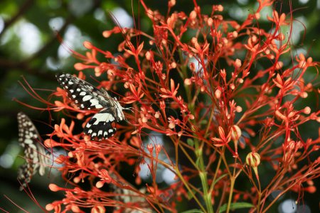 La hermosa mariposa en flor es mostrar ala de belleza en el jardín de la naturaleza