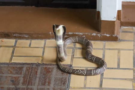 La hermosa serpiente Cobra negro en el suelo de cemento en Tailandia