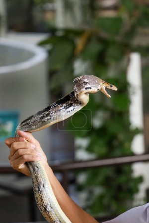Gros plan Rat serpent sur main asiatique homme
 