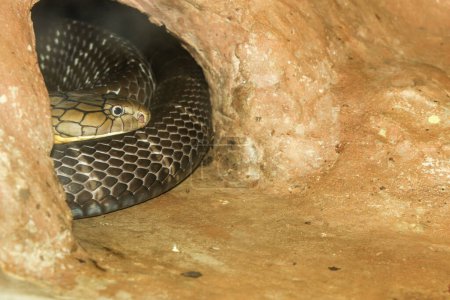 Close up head big king cobra snake in cave at thailand