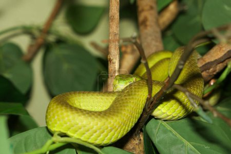Close up green pit viper snake in the garden at thailand