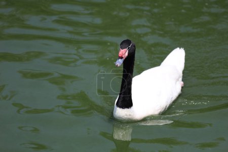 El cuello negro y el ganso blanco en el río