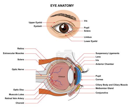 Augenanatomie. Anatomie des menschlichen Auges. Struktur und Funktion des menschlichen Auges mit dem Namen und der Beschreibung aller Seiten.
