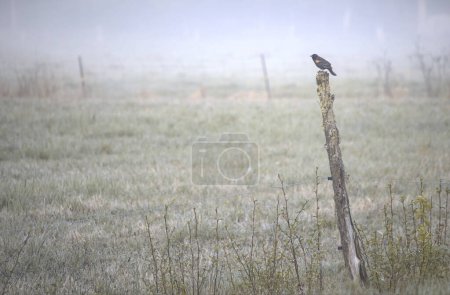 a bird on a fence post on a foggy morning