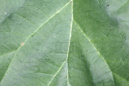 close up and texture  of rhubarb leaf.