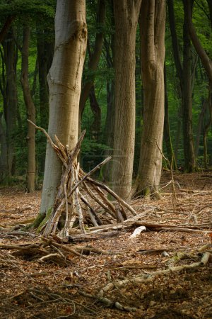 Téléchargez les photos : Bâtons placés contre un arbre par des enfants pour construire une cabane dans la forêt - en image libre de droit