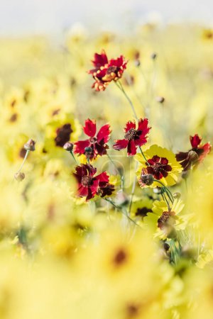Photo for Plains coreopsis, garden tickseed, golden tickseed, or calliopsis, Coreopsis tinctoria, is an annual wildflower - Royalty Free Image