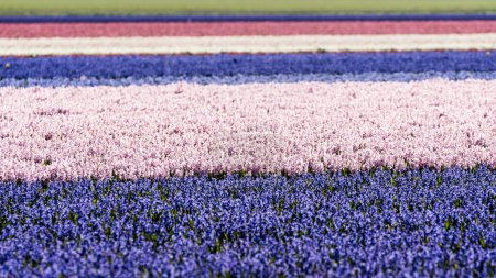 This bulb field shows flowers in beautiful colors in the spring and grows in the Dutch landscape on large farmlands as an agricultural crop for flower bulb cultivation