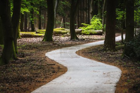 Promenade sinueuse en béton à travers la forêt avec des arbres à feuilles caduques dans la réserve naturelle néerlandaise