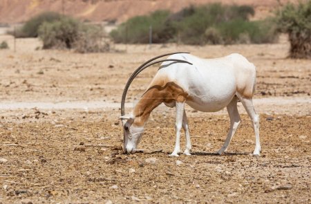 Photo for Arabian Oryx in the desert of Eilat - Royalty Free Image