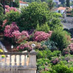 Blooming colorful oleanders and other plants on the Dubrovnik streets, Croatia. Flowers and plants near the windows and facade of the house