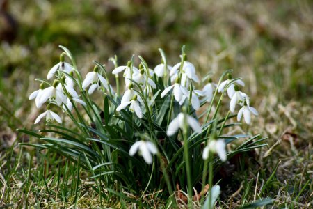 Wild spring snowdrop flower. Galanthus nivalis.Close up of beautiful white Snowdrops flowers, in the garden.