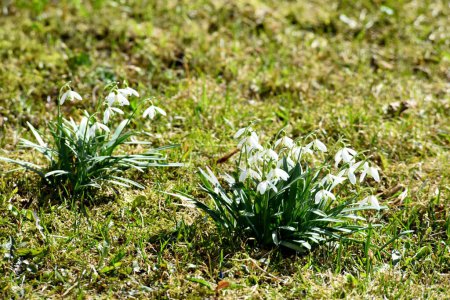 Wilder Frühling Schneeglöckchen Blume. Galanthus nivalis.Nahaufnahme von schönen weißen Schneeglöckchen Blumen, im Garten.