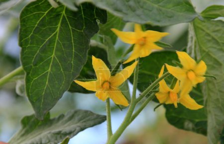 tomatoes with yellow flowers bloom in a rural greenhouse