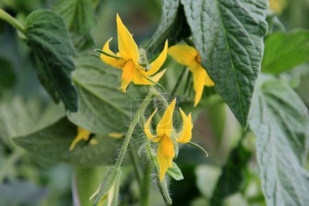 tomatoes with yellow flowers bloom in a rural greenhouse