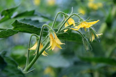 Tomaten mit gelben Blüten blühen in einem ländlichen Gewächshaus