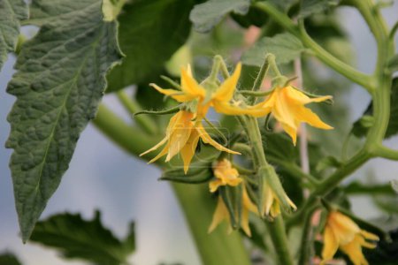Tomaten mit gelben Blüten blühen in einem ländlichen Gewächshaus