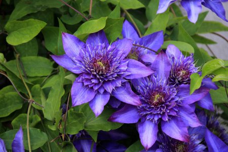 Double blue clematis flower blooming in the Spring