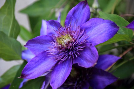Double blue clematis flower blooming in the Spring