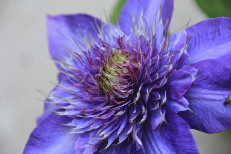 Double fleur clématite bleue fleurissant au printemps