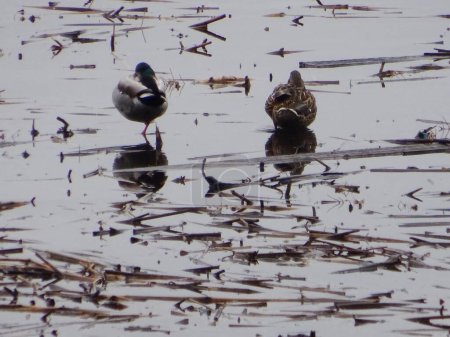  Zwei Enten sitzen auf der Wasseroberfläche des Sees. Zwei Enten                              
