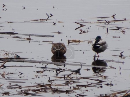  Zwei Enten sitzen auf der Wasseroberfläche des Sees. Zwei Enten                              