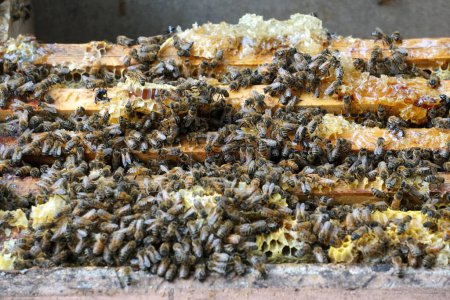   Closeup of honey bees inside the bee hive, bee cooperation communication. Frames of a bee hive. Beekeeper harvesting honey.                             