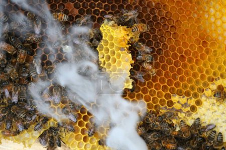       Miel, abejas y apicultores equipo de fumar con humo y fuego que sale de la boquilla                         