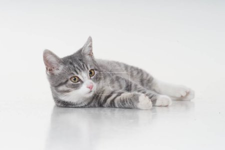 Foto de Funny small tabby gray kitten with beautiful big yellow eyes isolated on white background. Lovely fluffy cat is playing in studio. Free space for text. - Imagen libre de derechos