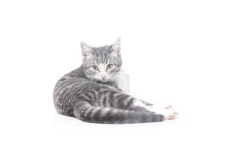 Téléchargez les photos : Funny small tabby gray kitten with beautiful big yellow eyes isolated on white background. Lovely fluffy cat is playing in studio. Free space for text. - en image libre de droit