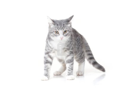 Foto de Funny small tabby gray kitten with beautiful big yellow eyes isolated on white background. Lovely fluffy cat is playing in studio. Free space for text. - Imagen libre de derechos