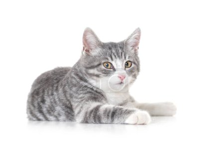 Photo for Funny small tabby gray kitten with beautiful big yellow eyes isolated on white background. Lovely fluffy cat is playing in studio. Free space for text. - Royalty Free Image