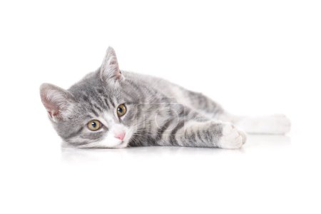 Téléchargez les photos : Funny small tabby gray kitten with beautiful big yellow eyes isolated on white background. Lovely fluffy cat is playing in studio. Free space for text. - en image libre de droit