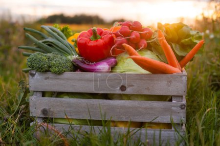 Photo for Vegetable box in front of a sunset agricultural landscape. Countryside field. The concept of natural food, fruits and vegetables production, farming and healthy eating. - Royalty Free Image