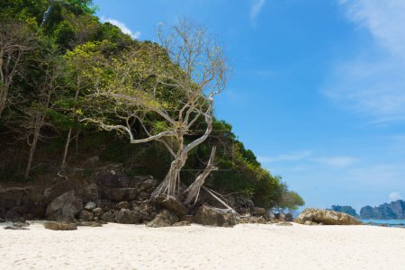 Téléchargez les photos : Tropical forest, sea coast, beach and sky. Phuket, Thailand. The concept of traveling. - en image libre de droit