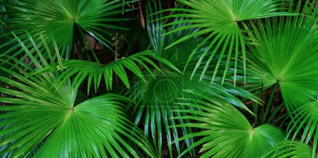 Téléchargez les photos : Tropical exotic green leaves or sugar palm. Closeup nature view of green leaf and palms background. - en image libre de droit
