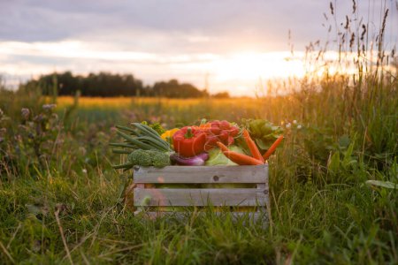 Foto de Vegetable box in front of a sunset agricultural landscape. Countryside field. The concept of natural food, fruits and vegetables production, farming and healthy eating. - Imagen libre de derechos
