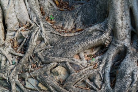 Foto de Raíces de árboles viejos. Selva exótica en Phuket, Tailandia. Concepto de viaje. - Imagen libre de derechos