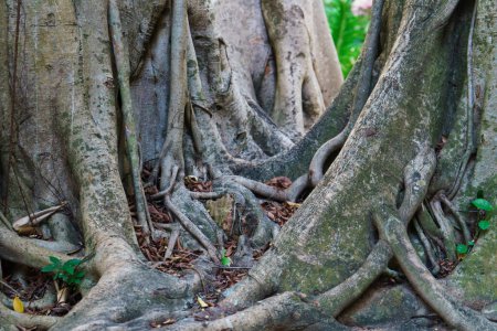 Foto de Old tree roots. Exotic jungle in Phuket, Thailand. Travel concept. - Imagen libre de derechos