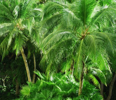 Téléchargez les photos : Feuilles vertes exotiques tropicales ou palmier. Vue rapprochée de la nature des feuilles vertes et du fond des palmiers. - en image libre de droit