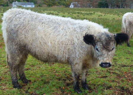 Foto de Imagen de alta calidad de un ternero de vaca montañés pastando en Poolewe, pueblo de North Coast 500, Highlands, Escocia. - Imagen libre de derechos
