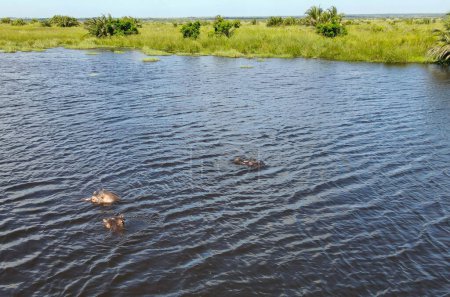 Photo for Drone view at Hippopotamus on Isimangaliso wetland park in South Africa - Royalty Free Image