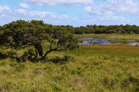 Photo for Landscape of Isimangaliso wetland park in South Africa - Royalty Free Image