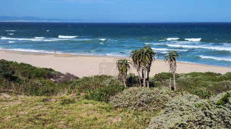 Photo for View at the beach of Jeffrey's bay on South Africa - Royalty Free Image