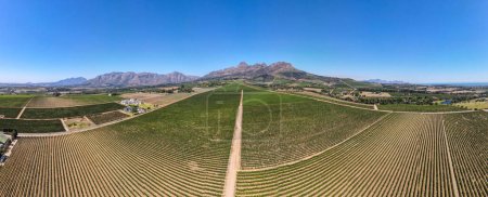 Drohnenblick auf Weinberge in der Nähe von Stellenbosch in Südafrika