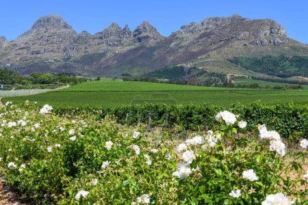 Foto de Vista en viñedos cerca de Stellenbosch en Sudáfrica - Imagen libre de derechos